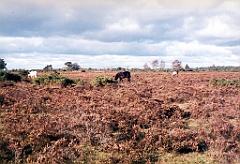 1996 - Angleterre 03 (New Forest)